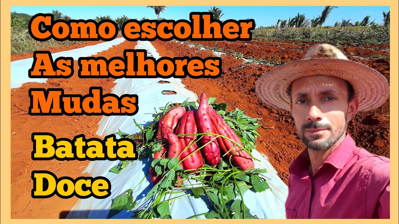 #Batatadoce,Como fazer mudas de batata doce,como enraizar mudas #batatadoce.