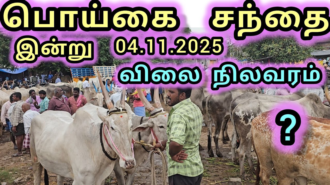 பொய்கை மாட்டு சந்தை இன்று 04.11.2025 விலை நிலவரம் #poigaisanthai 