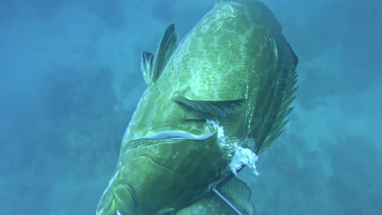 BLACK GROUPER DOUBLE SHOT/ reef search @ 110ft