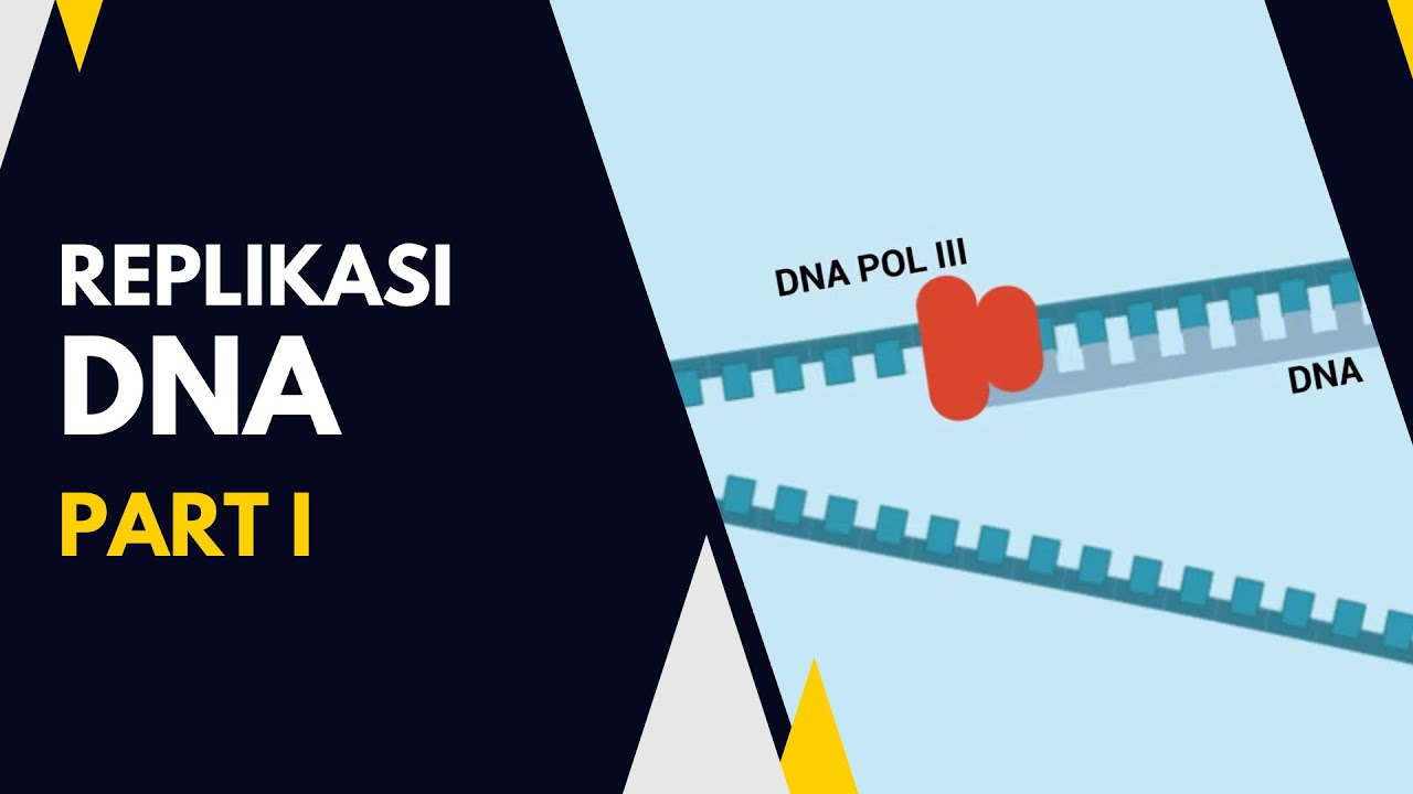 Bagaimana proses terjadinya Replikasi DNA?
