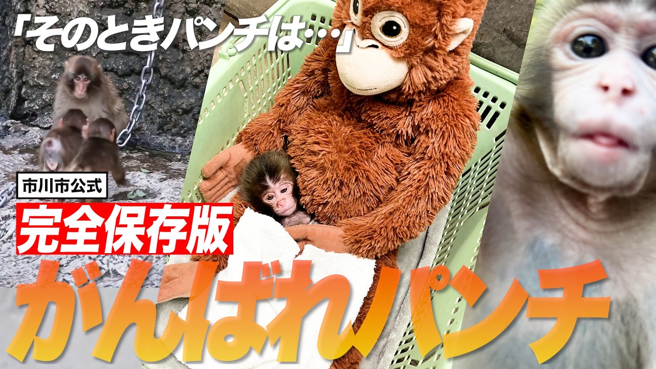 【完全保存版】がんばれパンチ｜パンチが歩んだ365日【市川市公式】