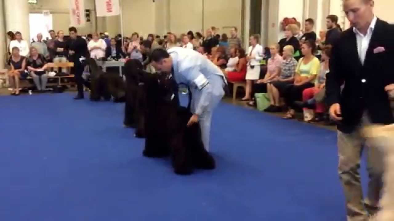 World Dog Show 2014 Helsinki, afghan hound champion class