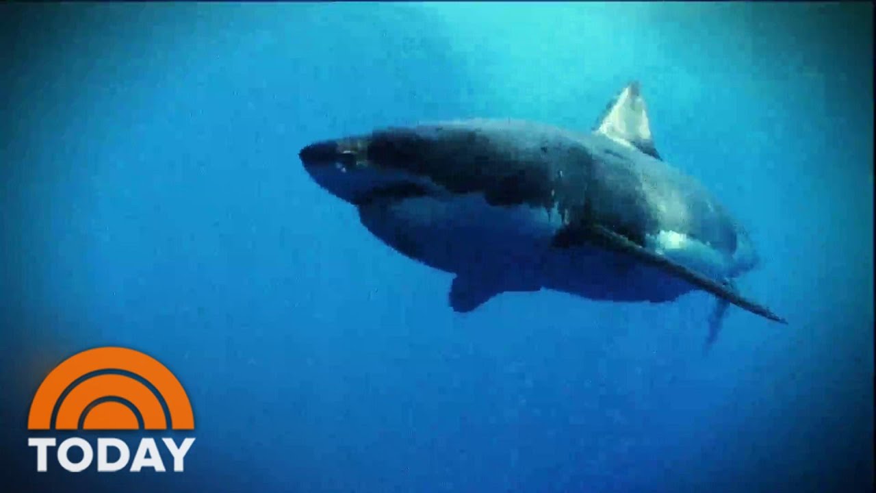 Shark Attack Kills 26-Year-Old Surfer In Northern California | TODAY