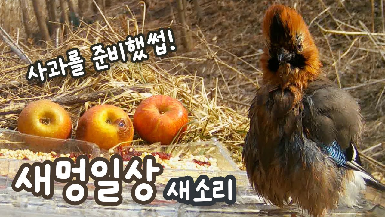 [풀버전] 새멍 맛집 사과 #새멍일상 #새들의일상 #버드피딩 #birdsfeeding #birdsfoodfeeder #birdswatching