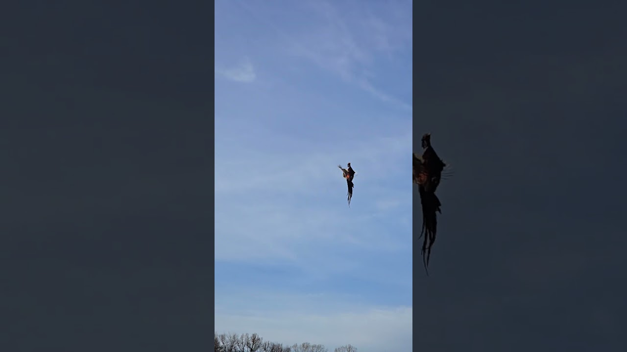 upland bird hunting at www.scoarkansas.com 