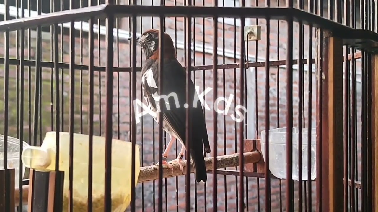 Pancingan Burung Anis Kembang Gacor ||24.12.2025