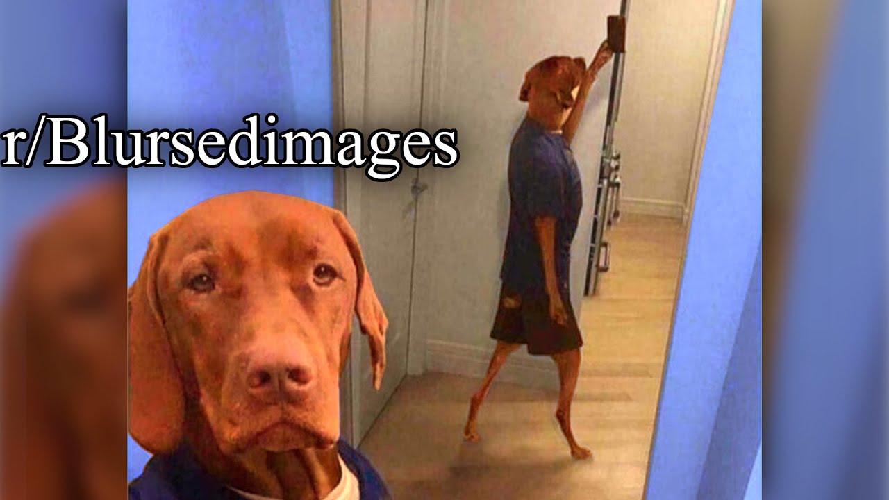 r/Blursedimages | DOG SELFIE