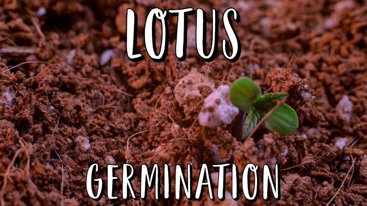 LOTUS Season: Germination