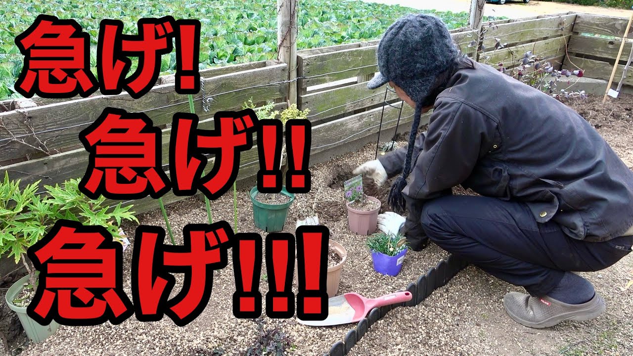 おいっ‼︎ いきなり暑くなり過ぎなんだよっ！！！　【園芸超人カーメン君】