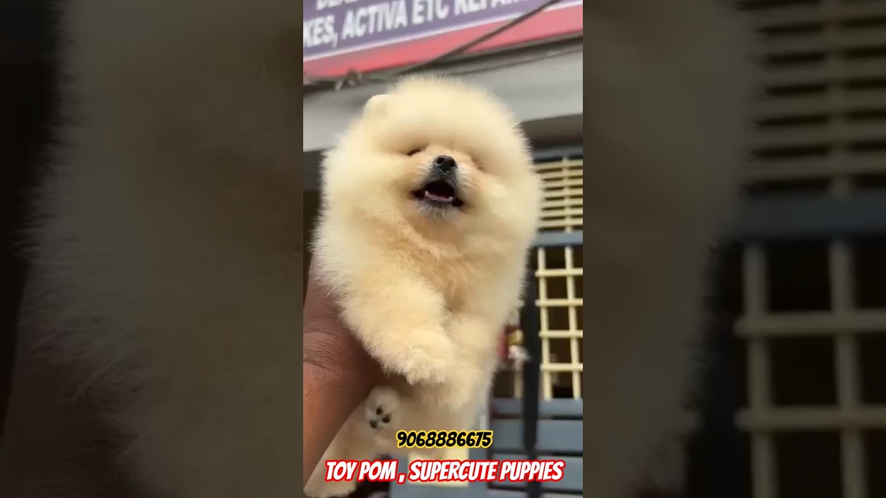 TOP QUALITY TOY POM PUPPIES 😇 