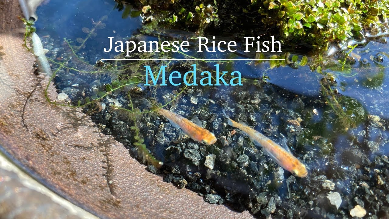 Japanese Rice Fish - Medaka. Beautiful improved medaka.