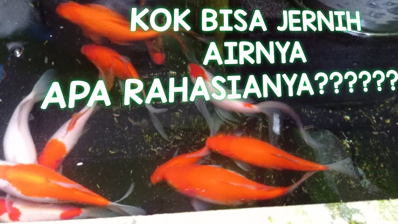 RAHASIA KOLAM IKAN KOI TANPA FILTER AIR TETAP JERNIH DAN SEHAT !!!! KOLAM AJAIB!!!
