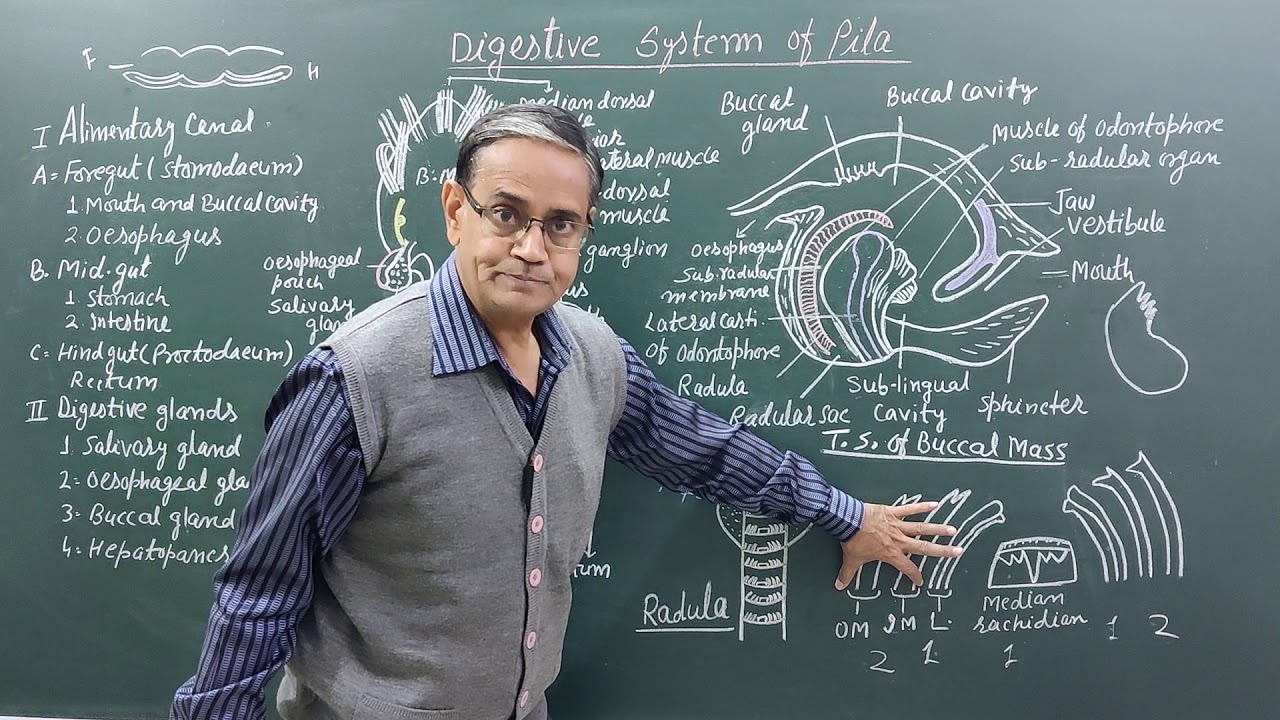 Digestive System of Pila