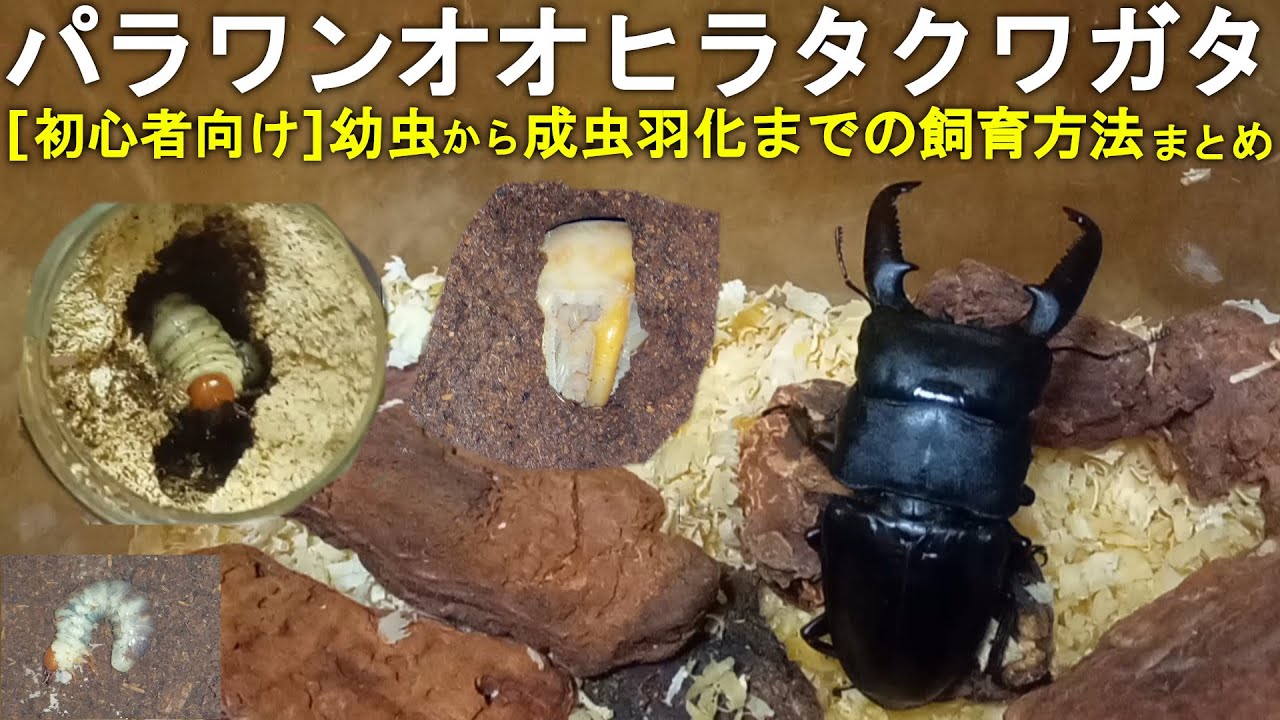 【初心者向け】パラワンオオヒラタクワガタ 幼虫の飼育方法 まとめ(幼虫～成虫羽化まで) 【菌糸ビン交換・マット飼育・成虫の掘り出し】