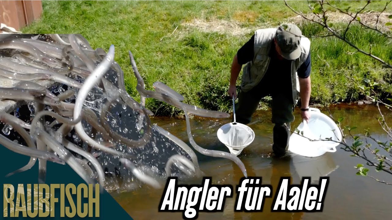 Fischbesatz mit Matze Koch