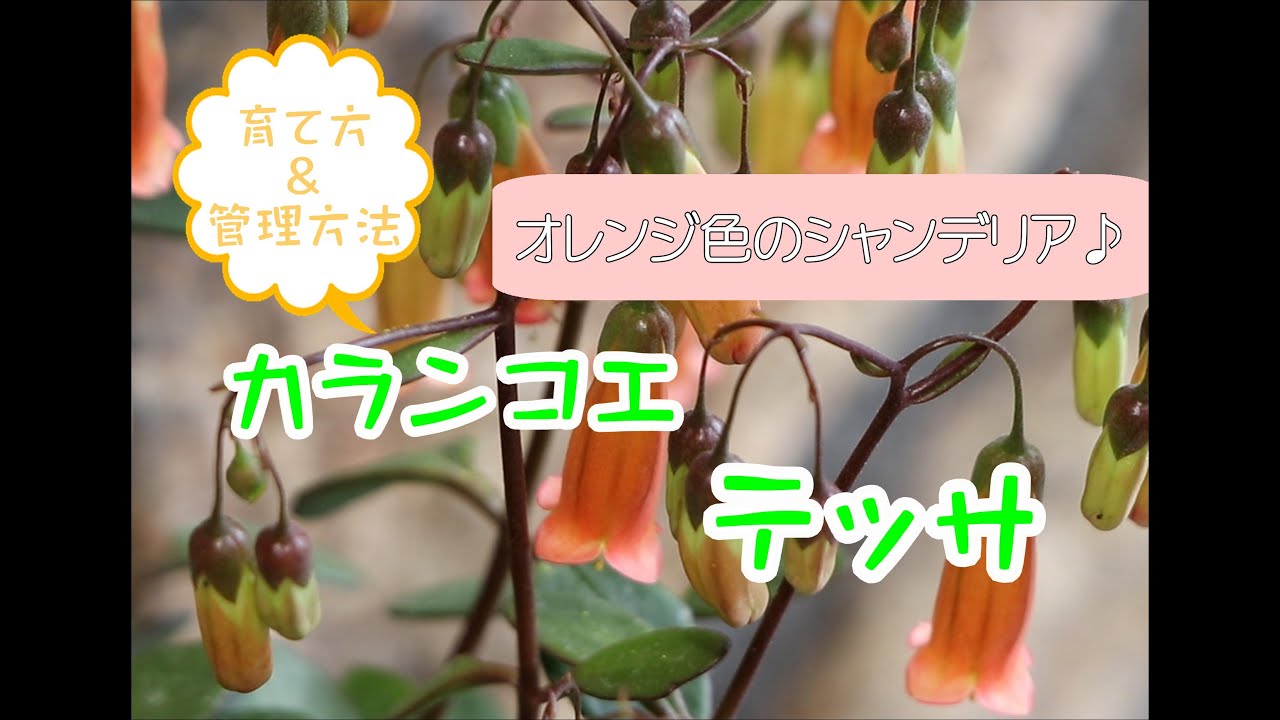 カランコエテッサ　育て方＆管理方法