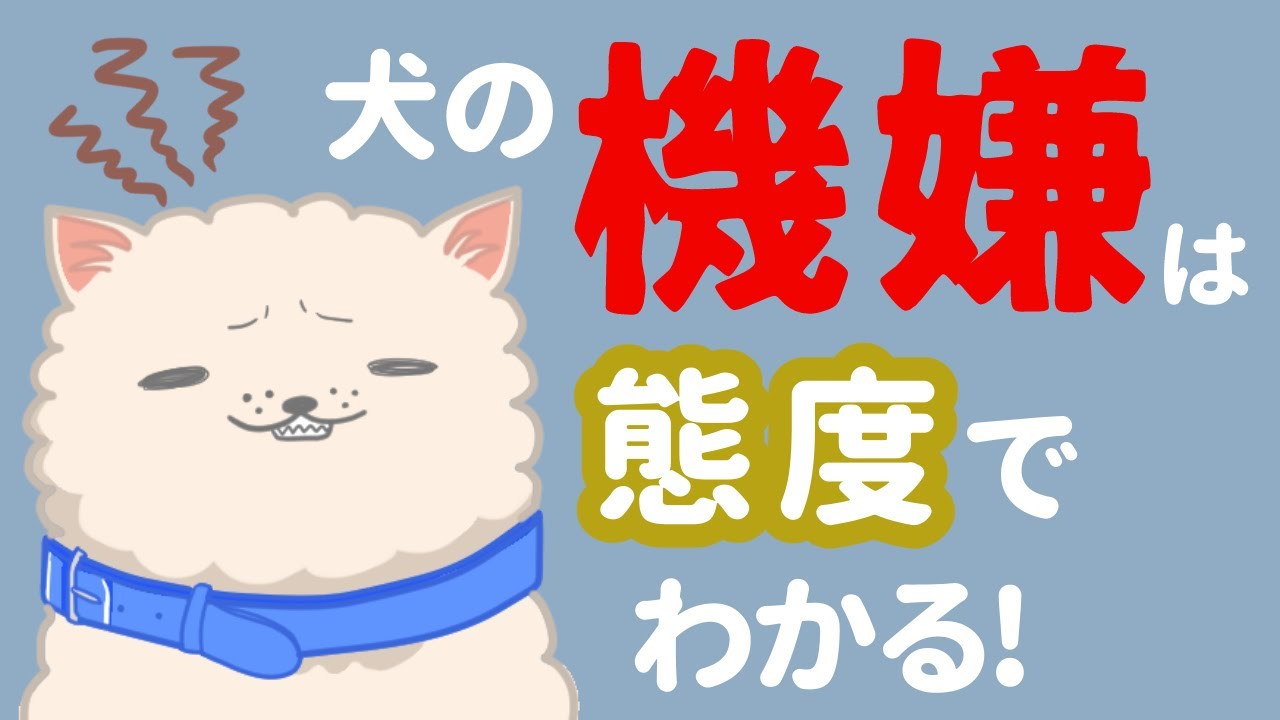 ここまで違う？犬の機嫌が良いとき・悪いときの見分け方