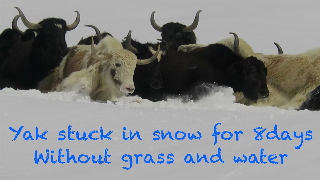 Rescued 20 Yak from 4700mtr Alt #zanskar #ladakh #himalaya#trending #viral video#subscribe