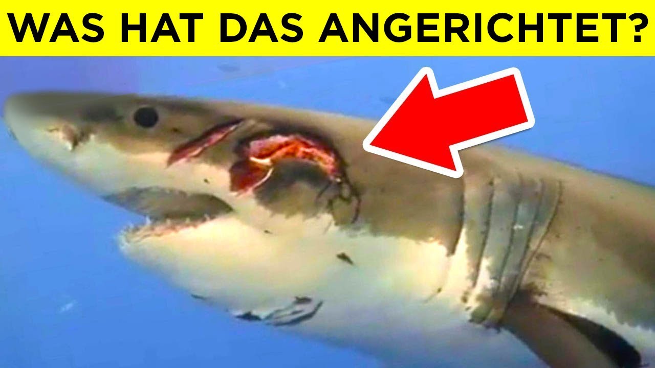 Die Tiere, Vor Denen Die Größten Raubtiere Angst Haben