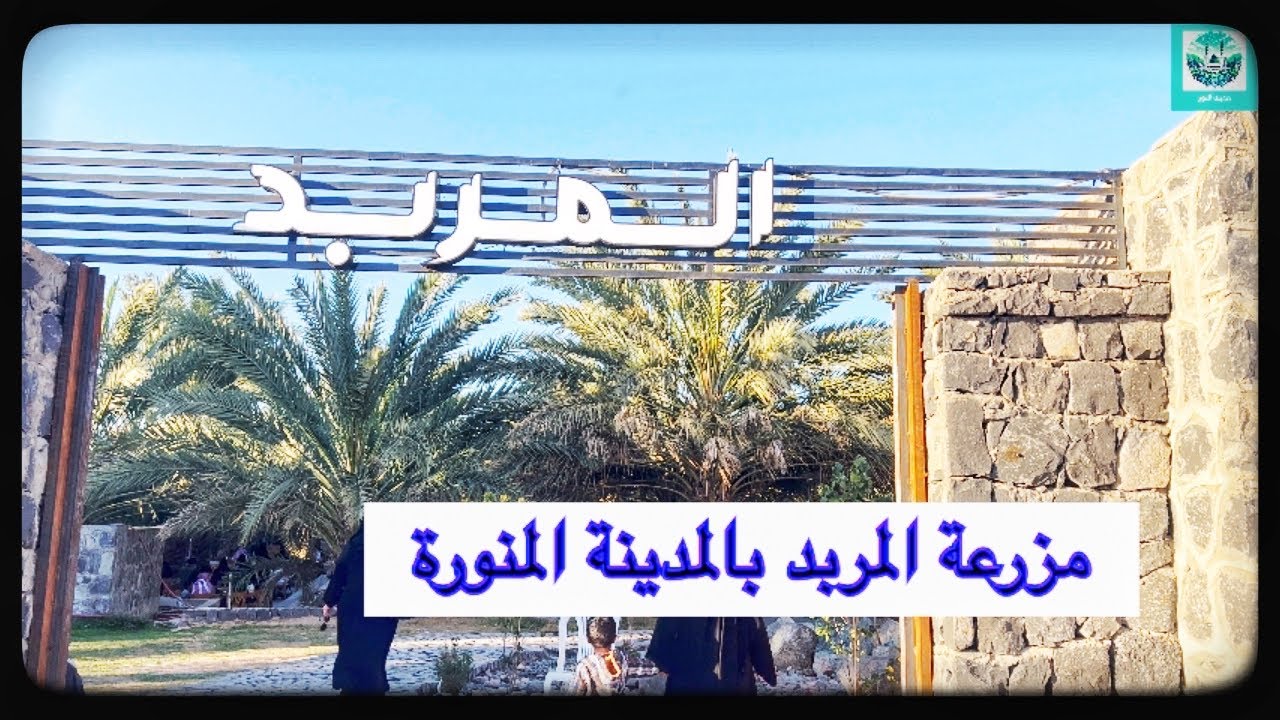 مزرعة المربد: لحظات ملهمة في قلب الطبيعة الخلابة بالمدينة المنورة!