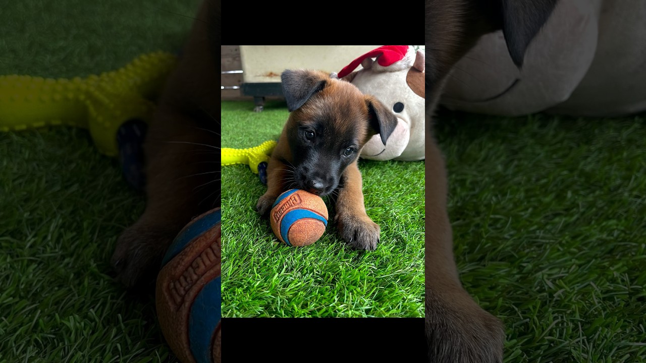 Malinois Puppy 0-3 Months #puppy #dog #doglife