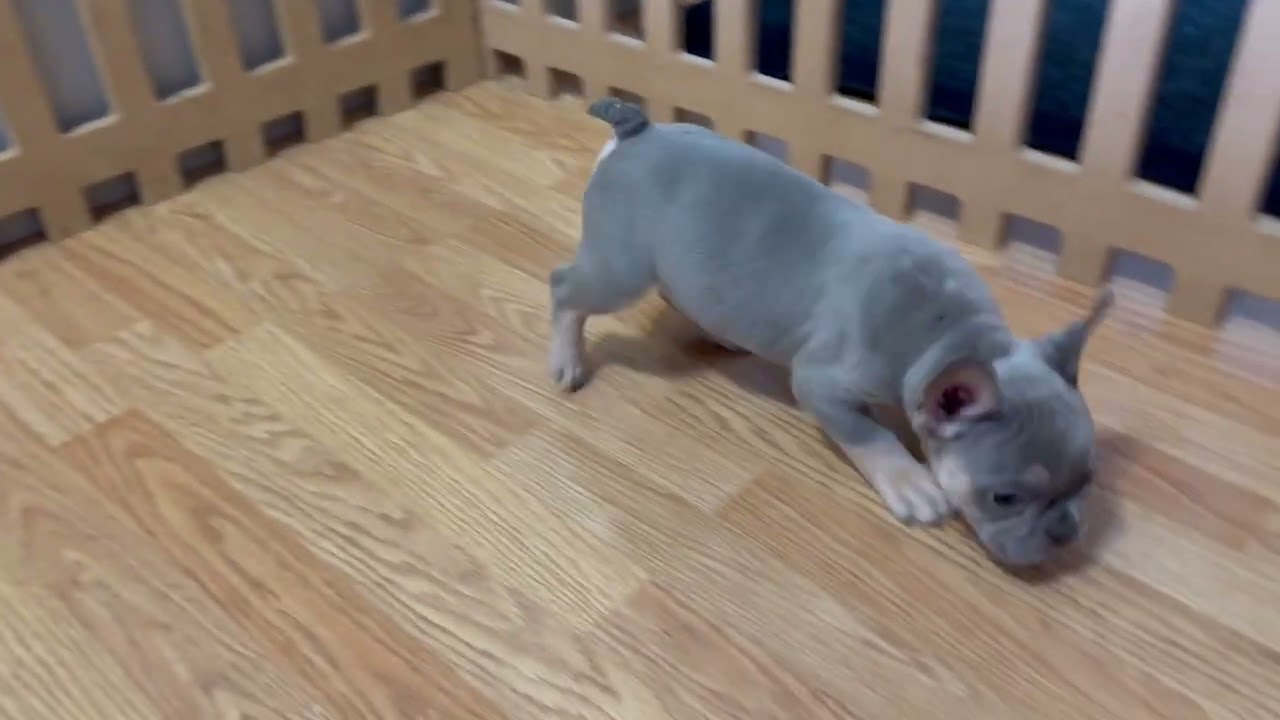 Duke - Lilac and Tan French Bulldog Male Puppy