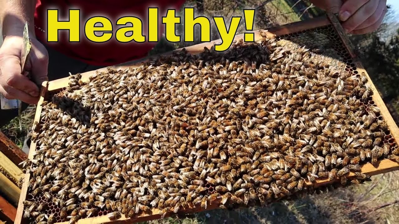 🔵What a Healthy Winter Cluster looks like!