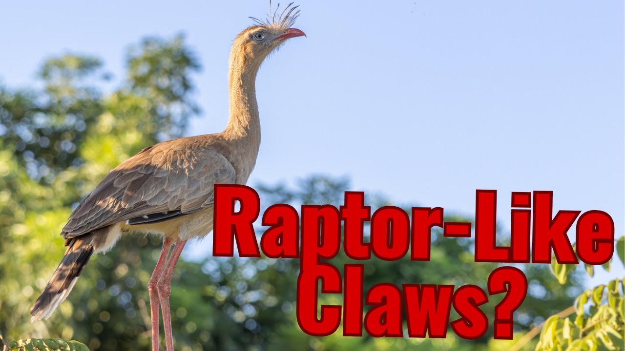 Seriemas | The Living Relic of Terror Birds