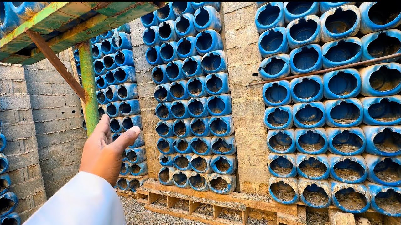 نشيك على برج الحمام 🕊️🕊️🕊️😇👍