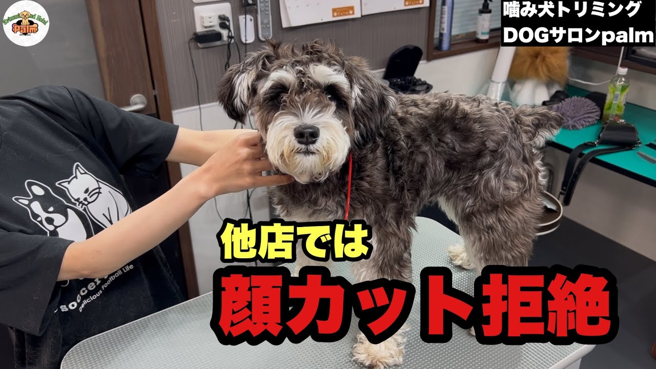 イヤイヤでお顔カット出来ず、噛み犬シュナウザーのトリミング