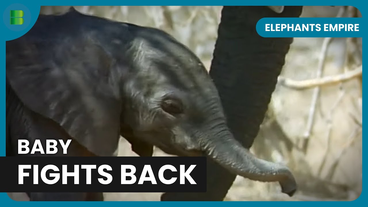 Baby Elephant Survives Hyena Attack in African Bush