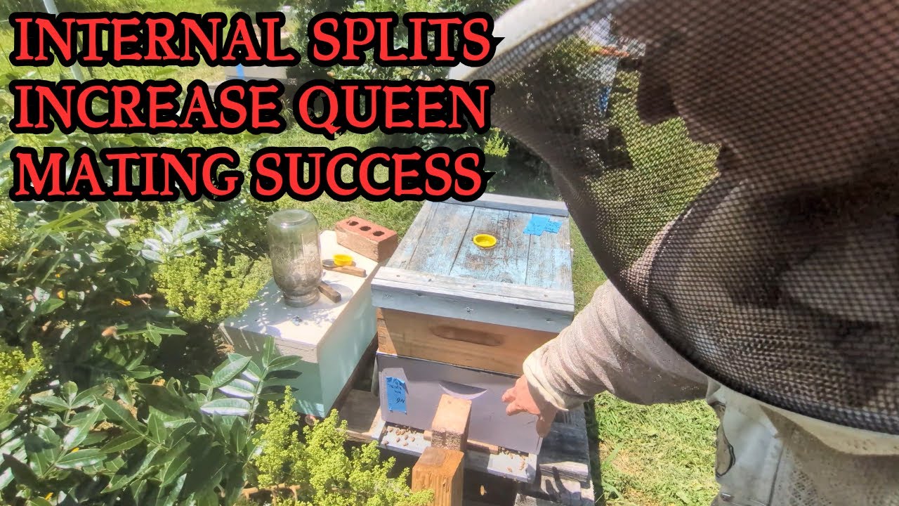 Increase requeening odds and make more splits with low cost internal hive division techniques.
