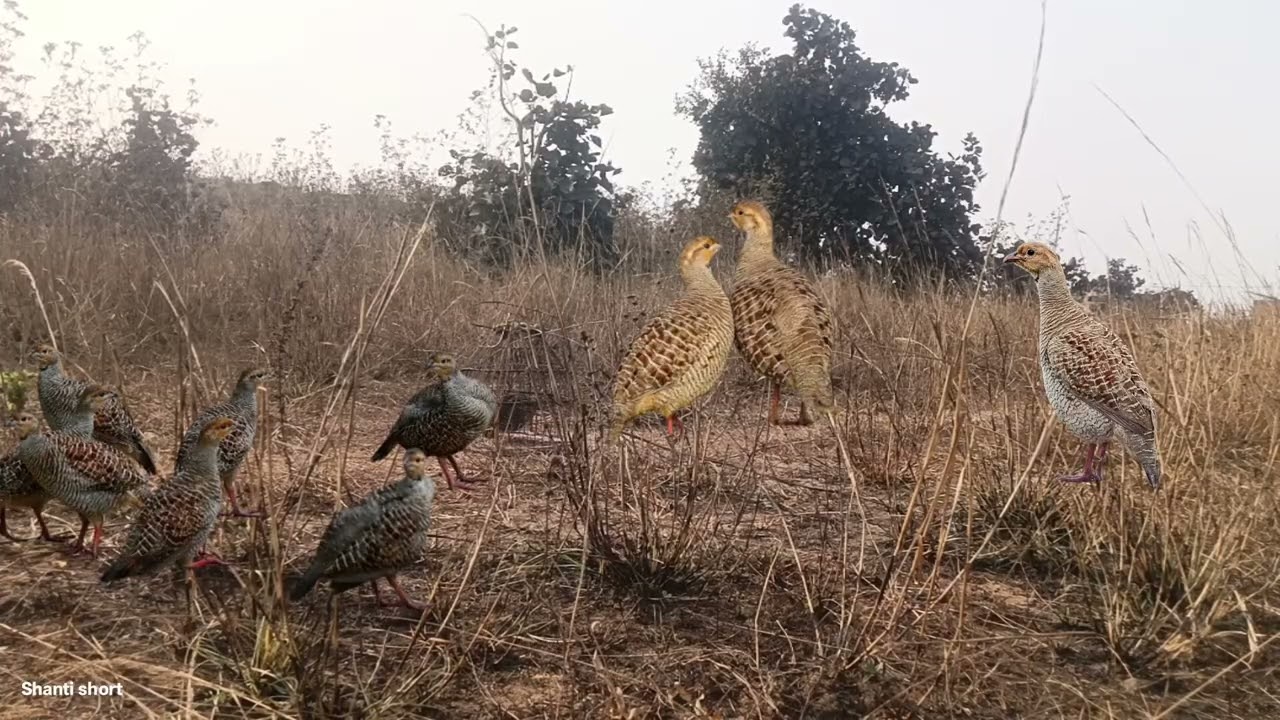 Holi Special female teetar voice grey hunting sound titeer shikar karne ka awaaj rock teetarkiawaz 