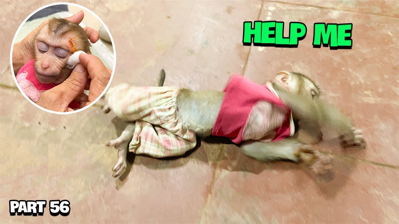 YuYu Monkey Family's Cutest Videos! Part 56