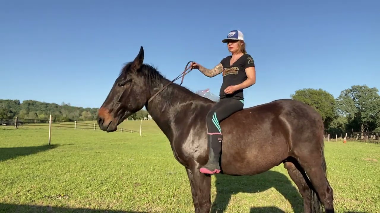 Riding Mule Bridleless & Bareback Riding Tackless #mule #bridleless #riding #tackless #mules