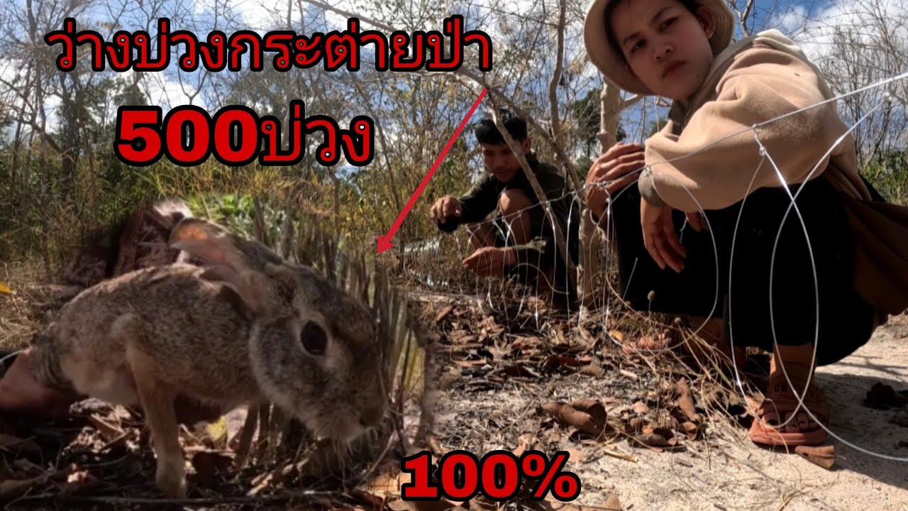 ว่างบ้วงดักกระต่ายป่า500 บ่วงกับสาวโม/ວ່າງບ່ວງກະຕ່າຍປ່າ500ບ່ວງ