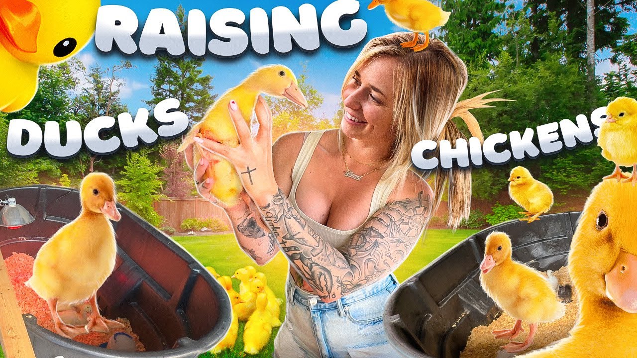 Raising Ducklings and Chicks Together! Our Flock is GROWING!