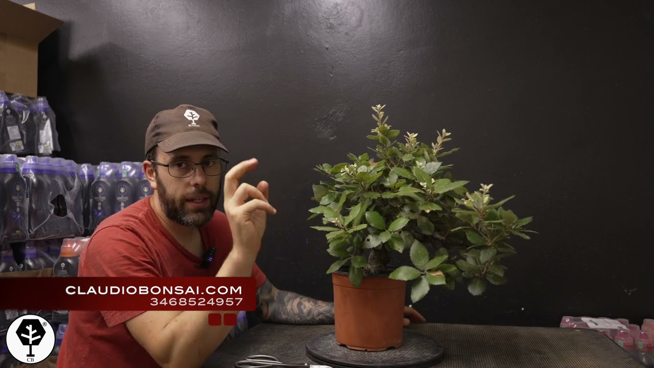 NUOVO LECCIO SHOHIN, COME E QUANDO ANNAFFIARE IL BONSAI