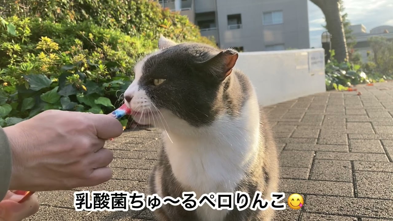 夕焼けに包まれて🐈🌅#307