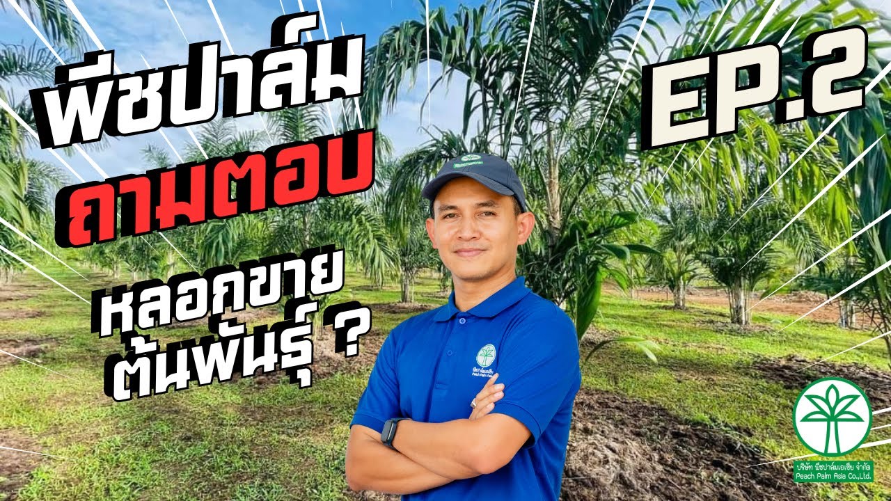 พีชปาล์มเอเซีย l พีชปาล์มหลอกขายต้นพันธุ์? ถาม-ตอบ Ep.2