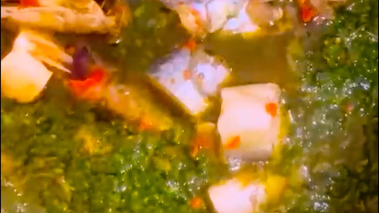 Fluted Pumpkin Leaves Sauce with White Rice 