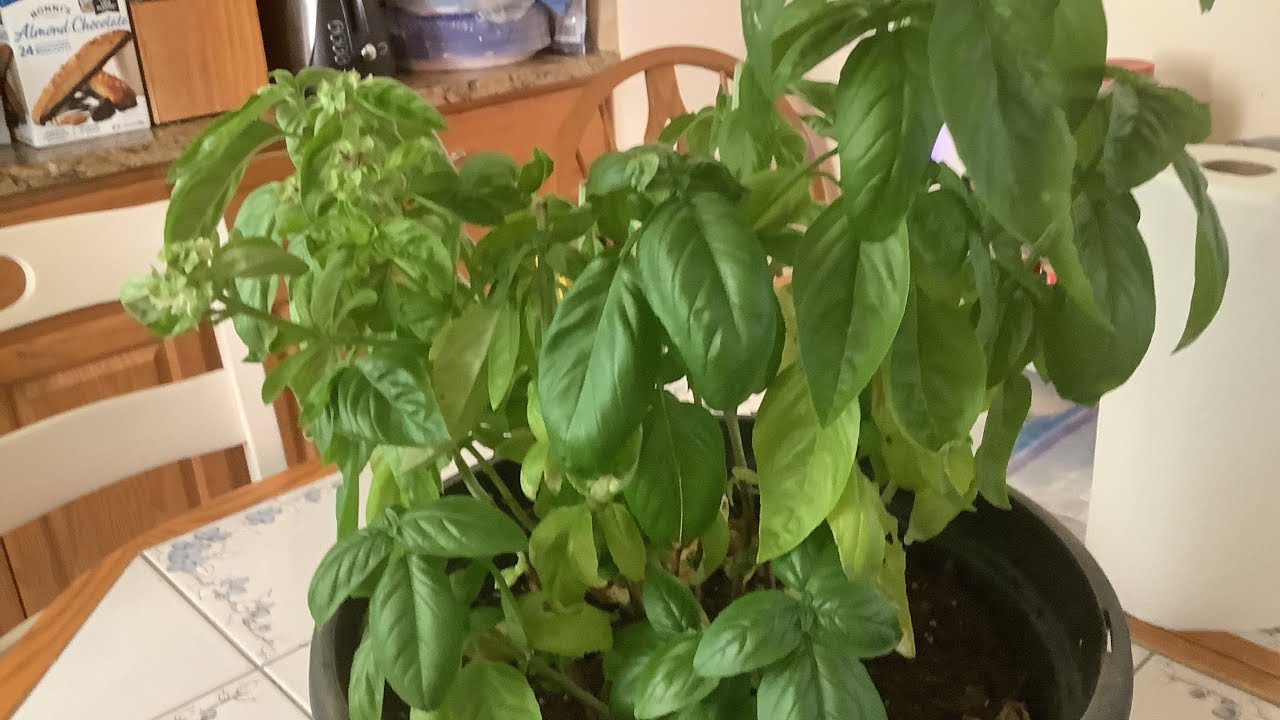 Freezing basil for fall and winter