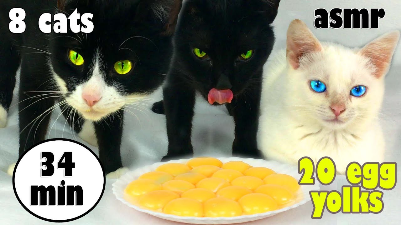 8 cats eating 20 egg yolks 34 min asmr cat