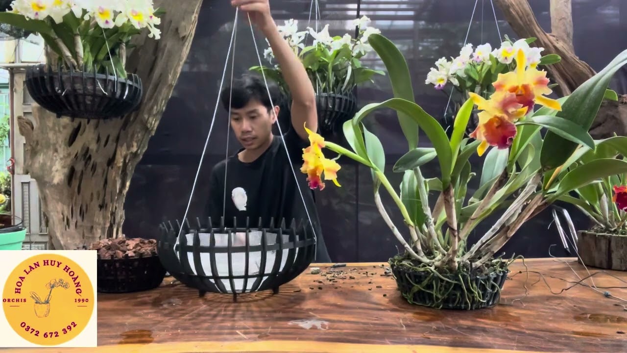 Hướng đẫn lồng chậu cattleya làm tác phẩm #orchid #hoalandep #cattleya 