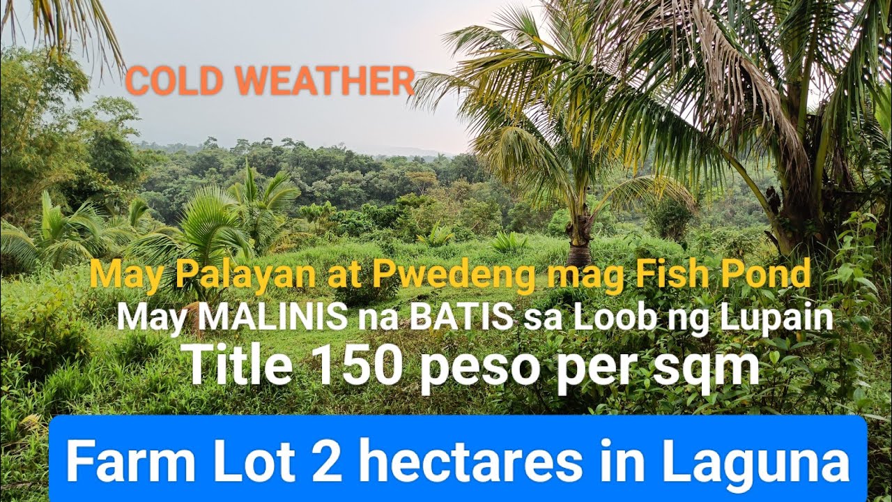 #V221 FARM LOT FOR SALE TITLE 150 PESO PER SQM MAY BATIS or SAPA in BRGY SAN ANTONIO,KALAYAAN LAGUNA