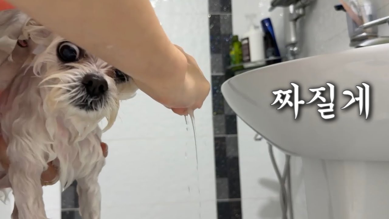 꼬질 강아지 목욕시키기