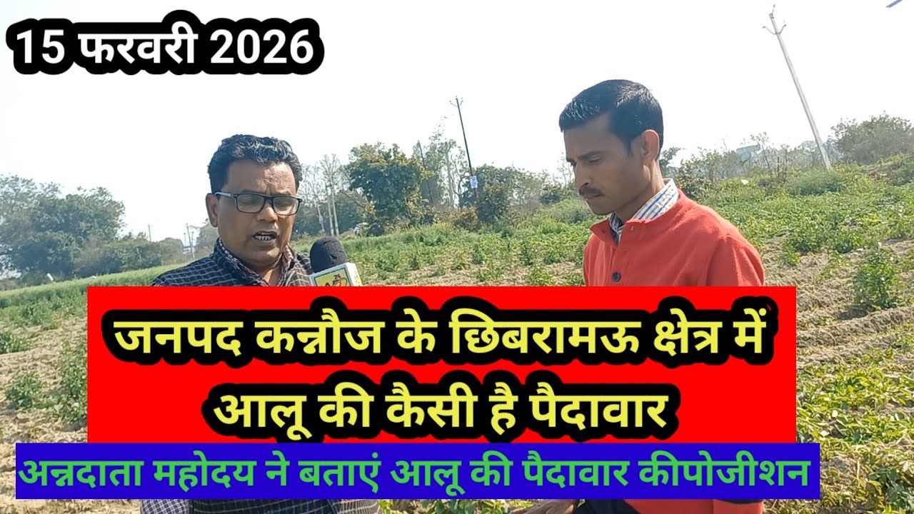 जनपद कन्नौज के छिबरामऊ आलू उत्पादन की पोजीशन देखिए 15 फरवरी 2026 