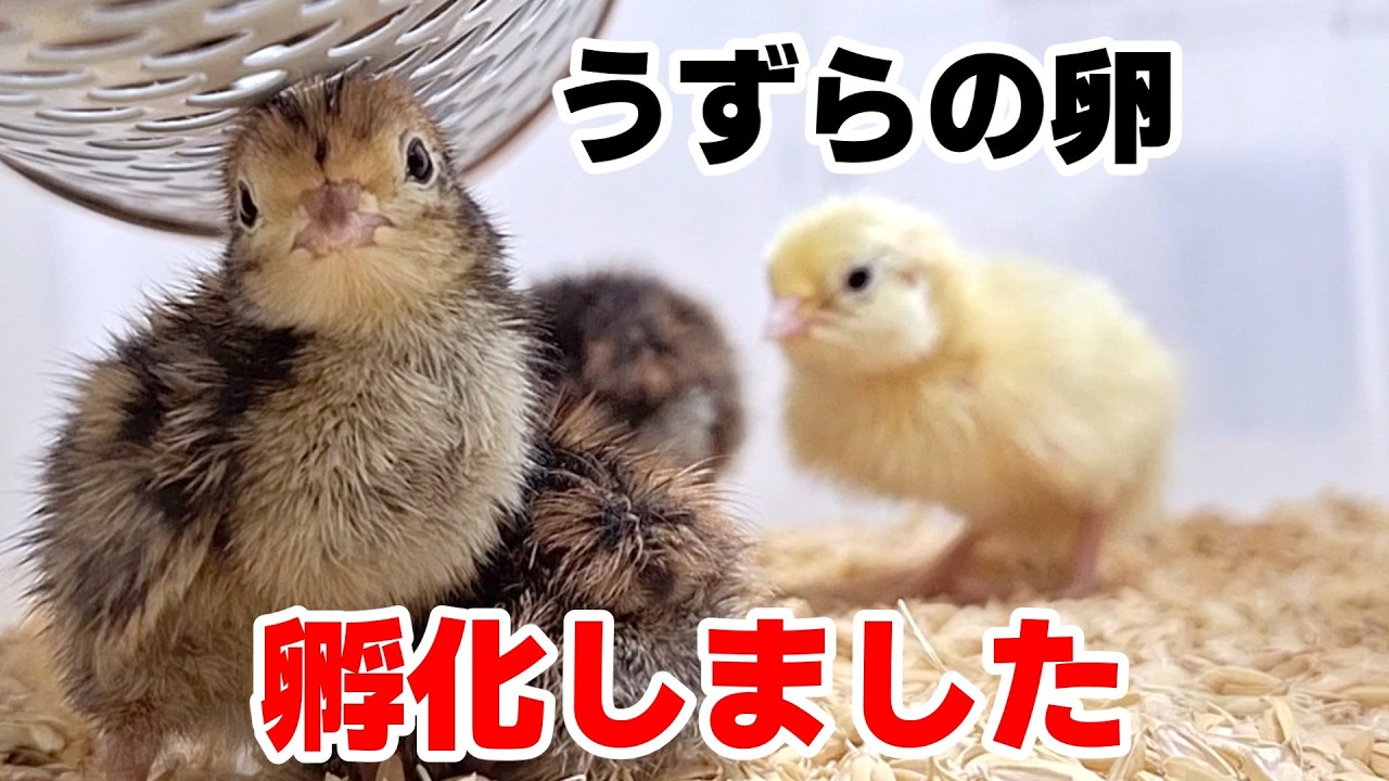 うずらの卵からひよこが産まれました