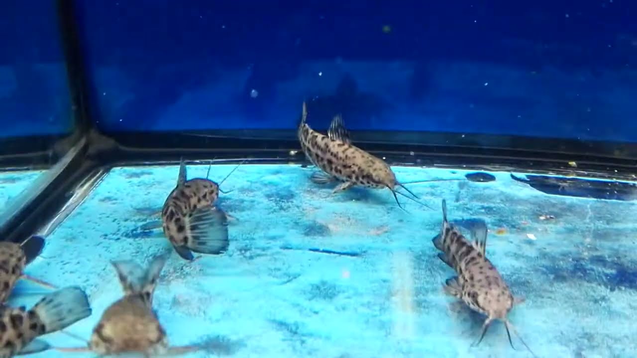 HOPLOSTERNUM THORACATUM