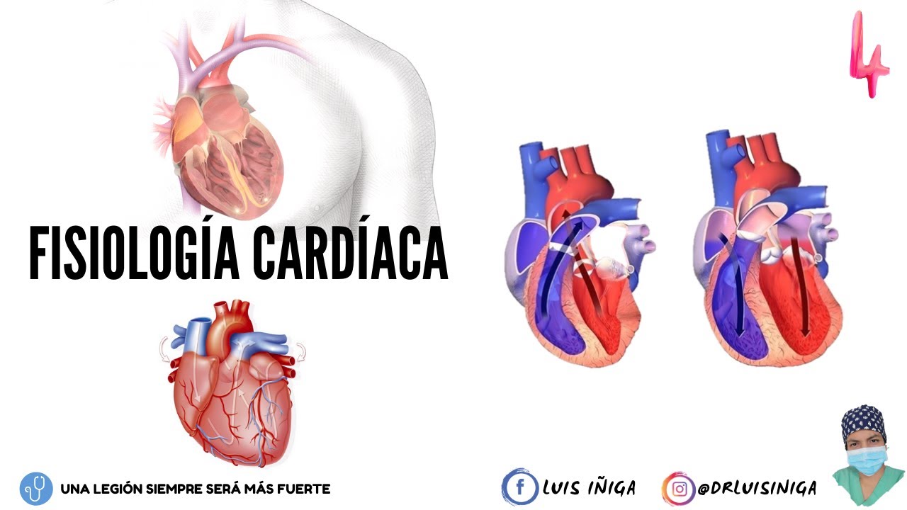 Fisiología Cardíaca: Ruidos Cardíacos (S1 - S2) | Características y Relación con el Ciclo Cardíaco